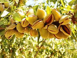 مراکز تولید بادام درختی در ایران
